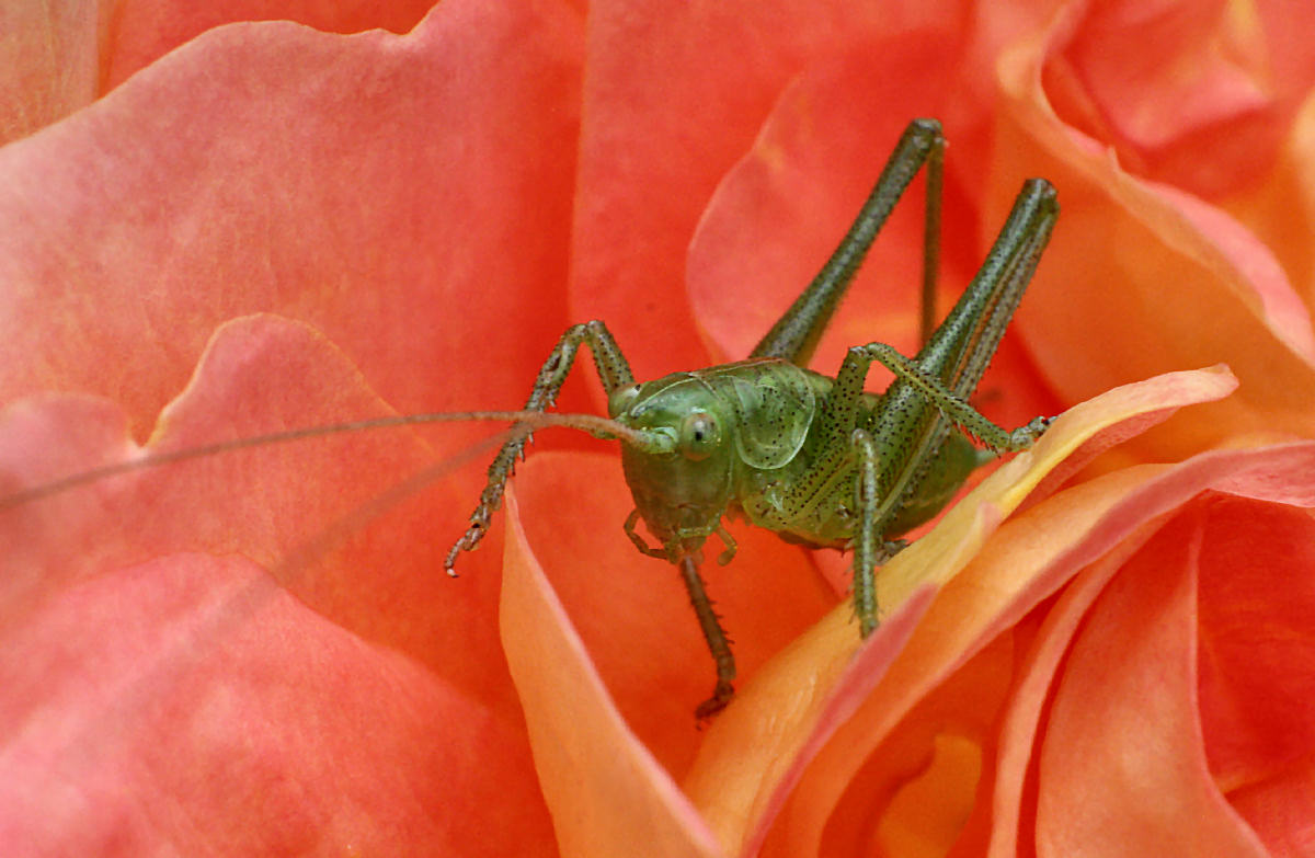 Tettigonia sp - neanide